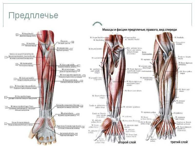 Топографическая анатомия предплечья. Мышцы предплечья передняя группа таблица. мышцы верхней конечности топографическая анатомия. мышцы кисти фасции и топография верхних конечностей. мышцы предплечья анатомия таблица.