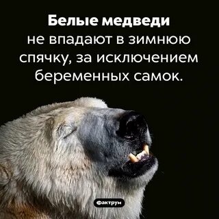 Впадают ли пингвины в спячку