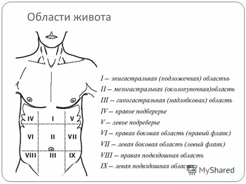 Брюшная область живота