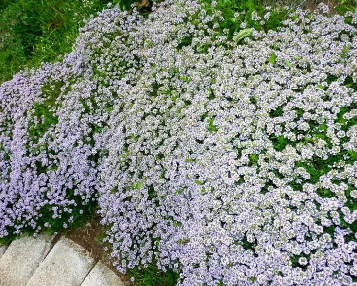 Free Images : blossom, flower, bloom, spring, groundcover, viola, ornamental pla