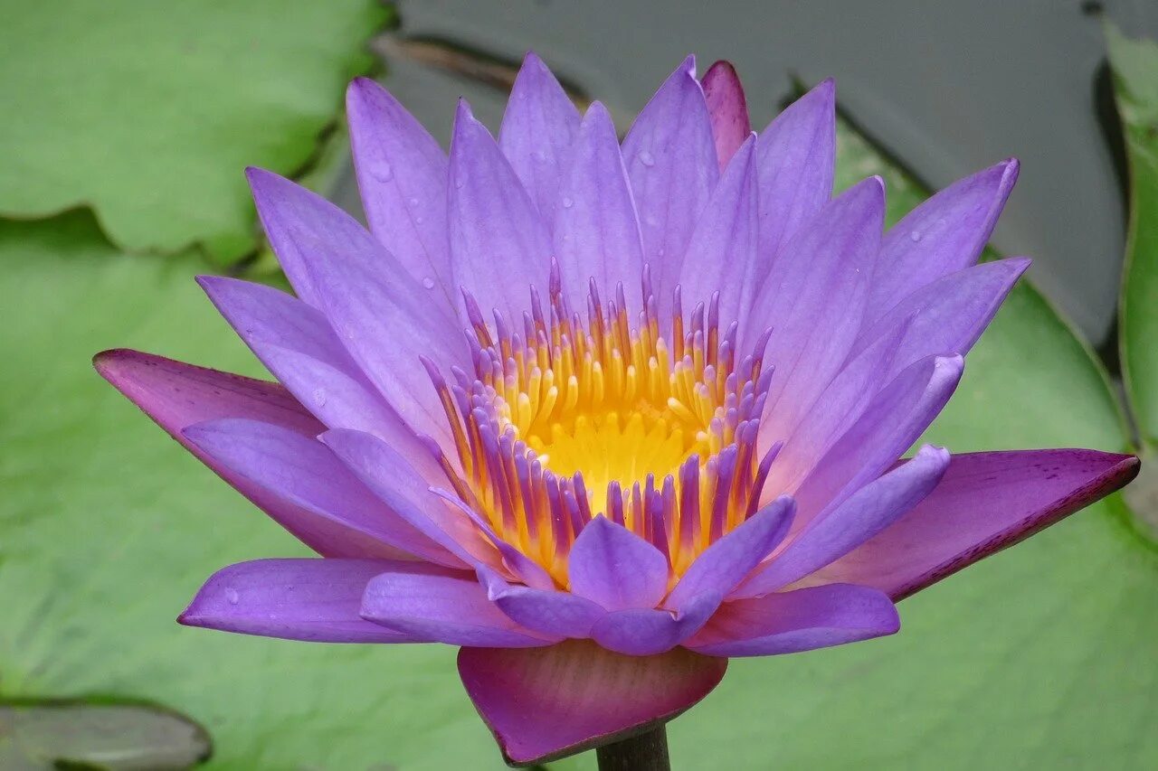 Голубой Лотос (Nymphaea caerulea). Лотосы Шри Ланки. Лотус Шри Ланка. Лотус Шри Ланка башея.