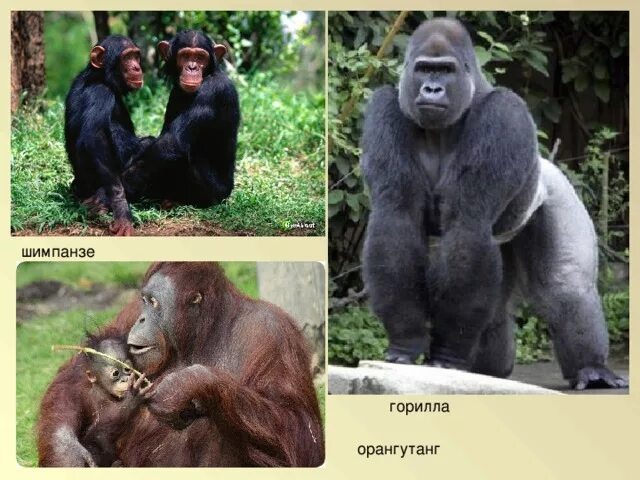 Что отличает от обезьян. Шимпанзе горилла орангутан. Обезьяна , горилла, орангутанг, шимпанзе. Шимпанзе, горилла, орангутанг, Гиббон. Горилла и шимпанзе это человекообразные обезьяны ?.