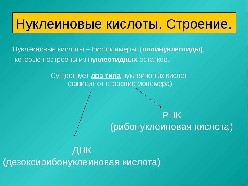 Нуклеиновые кислоты строение значение. Нуклеиновые кислоты строение и функции. строение нуклеиновых кислот. строение кислот. биополимеры нуклеиновые кислоты строение.