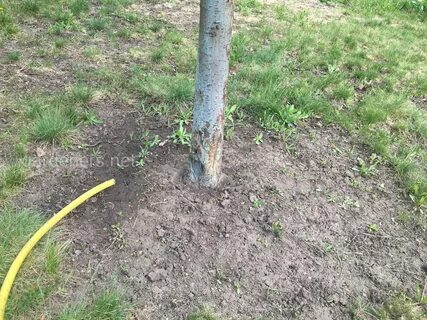 Для чего летом после дождей или полива
