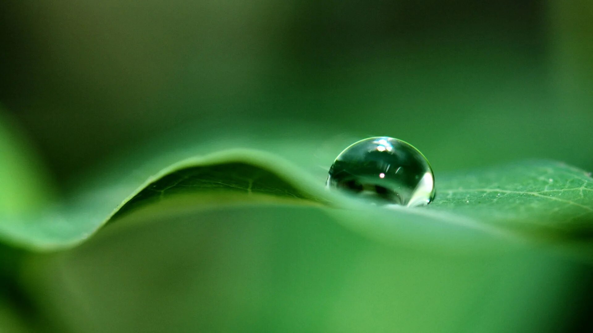 Капля росы на листе. Капли воды. Макросъемка воды. Зеленые обои. Капля росы.