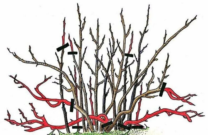 Обрезка красной смородины осенью. Схема обрезки смородины осенью. Весенняя обрезка красной смородины. Схема обрезки куста смородины. Обрезка смородины весной схема.
