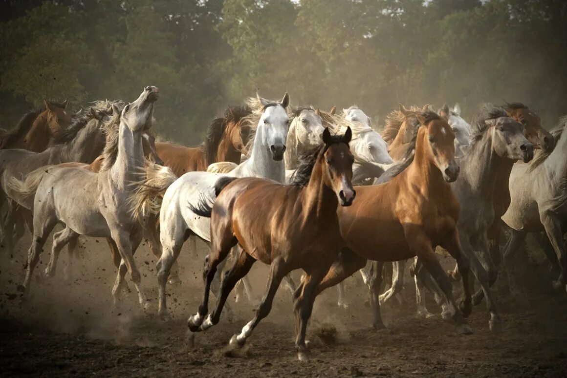 Картинки лучших лошадей. Табун арабских скакунов. Табун коней бегает Башкирия. Табун лошадей. Стадо лошадей.