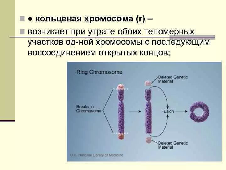 Кольцевая хромосома. Кольцевидная хромосома. Возникновение кольцевых хромосом. Образование кольцевой хромосомы.