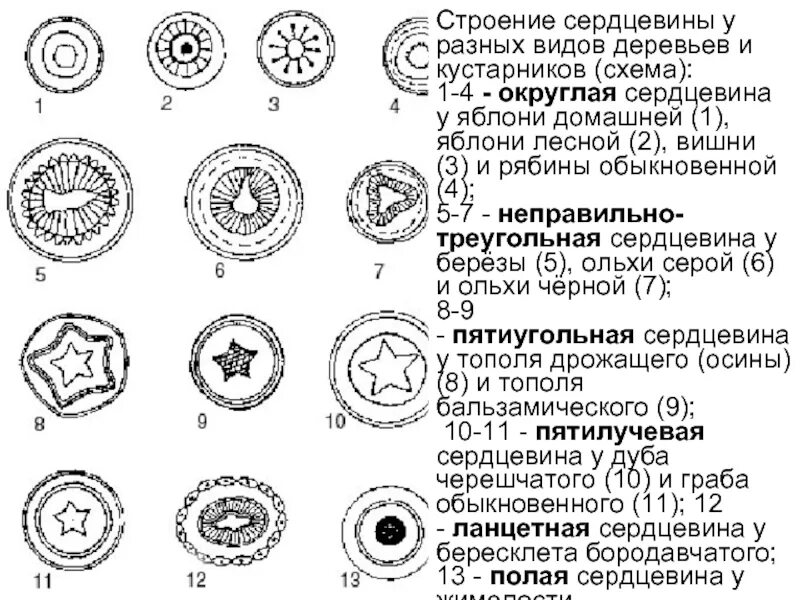 Кора камбий древесина сердцевина. Строение дерева камбий сердцевина. Определение сердцевины. Древесина сосуды и трахеиды. Сердцевина ткань.
