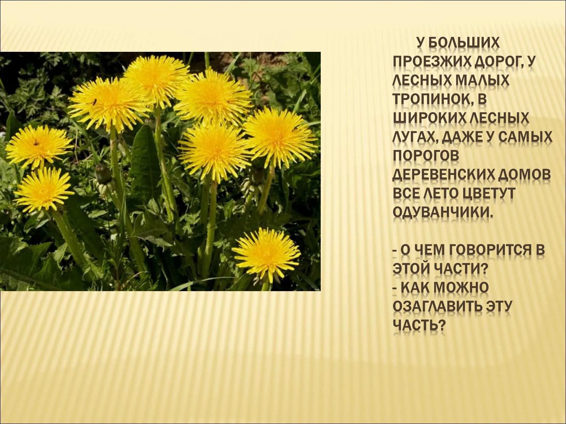 Похожие на одуванчики текст. Изложение одуванчик. Рассказ про одуванчик. Одуванчик 2 класс. Одуванчик описание.