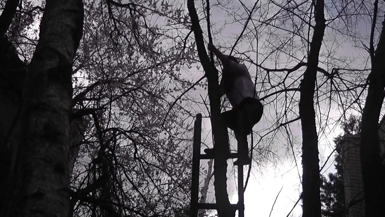 Повешенный т. Повешенные люди на дереве. Девушку повесили на дереве.