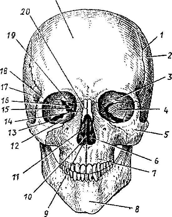Строение костей черепа анатомия. Череп вид спереди Сапин. Череп человека вид спереди рис 29. Кости черепа человека анатомия вид спереди. Череп кости лица