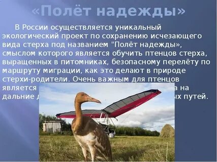 Имя полет