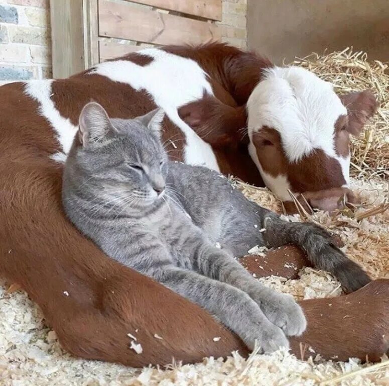Кот коровка. Коты коровы. Корова и кошка. Котёнок и корова. Теленок и котенок.