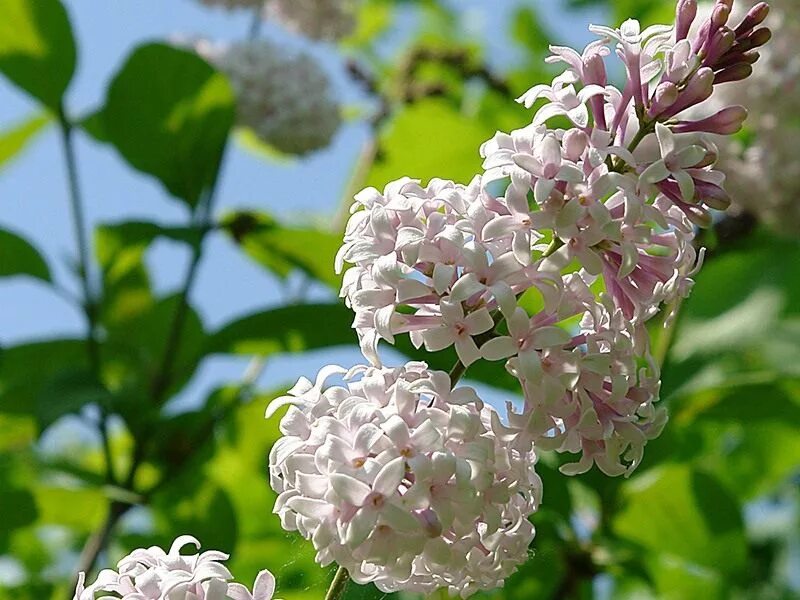 Сирень круглая. Сирень Звегинцева. Сирень Звегинцева (Syringa sweginzowii). Сирень Syringa vulgaris. Сирень Звягинцева.