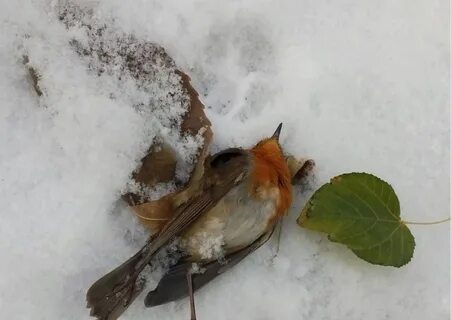 Я погибаю зима