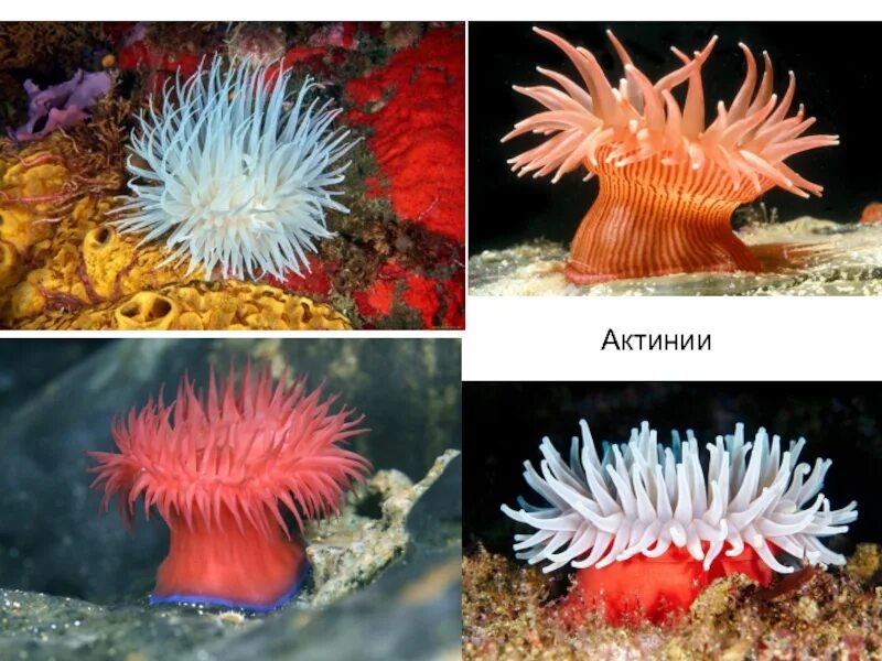 Класс полипы представители. Коралловые полипы актинии. актиния метридиум старческий. представитель коралловых полипов актиния. коралловые полипы кишечнополостные.