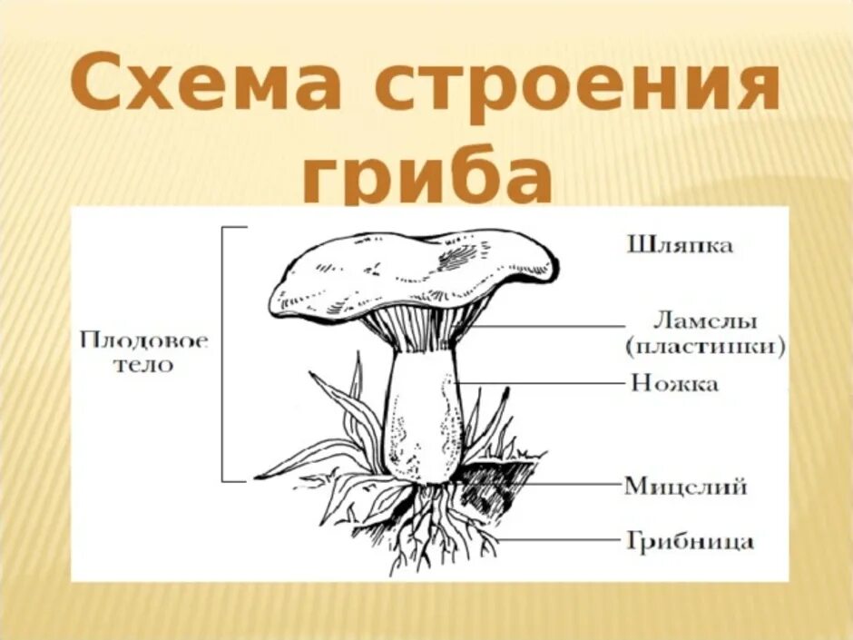 Строение шляпочного гриба 7 класс биология. Схема шляпочного гриба. Гриба с грибницей схема строения грибов. Схема шляпочного гриба Лисичка. Гриб Лисичка строение гриба.