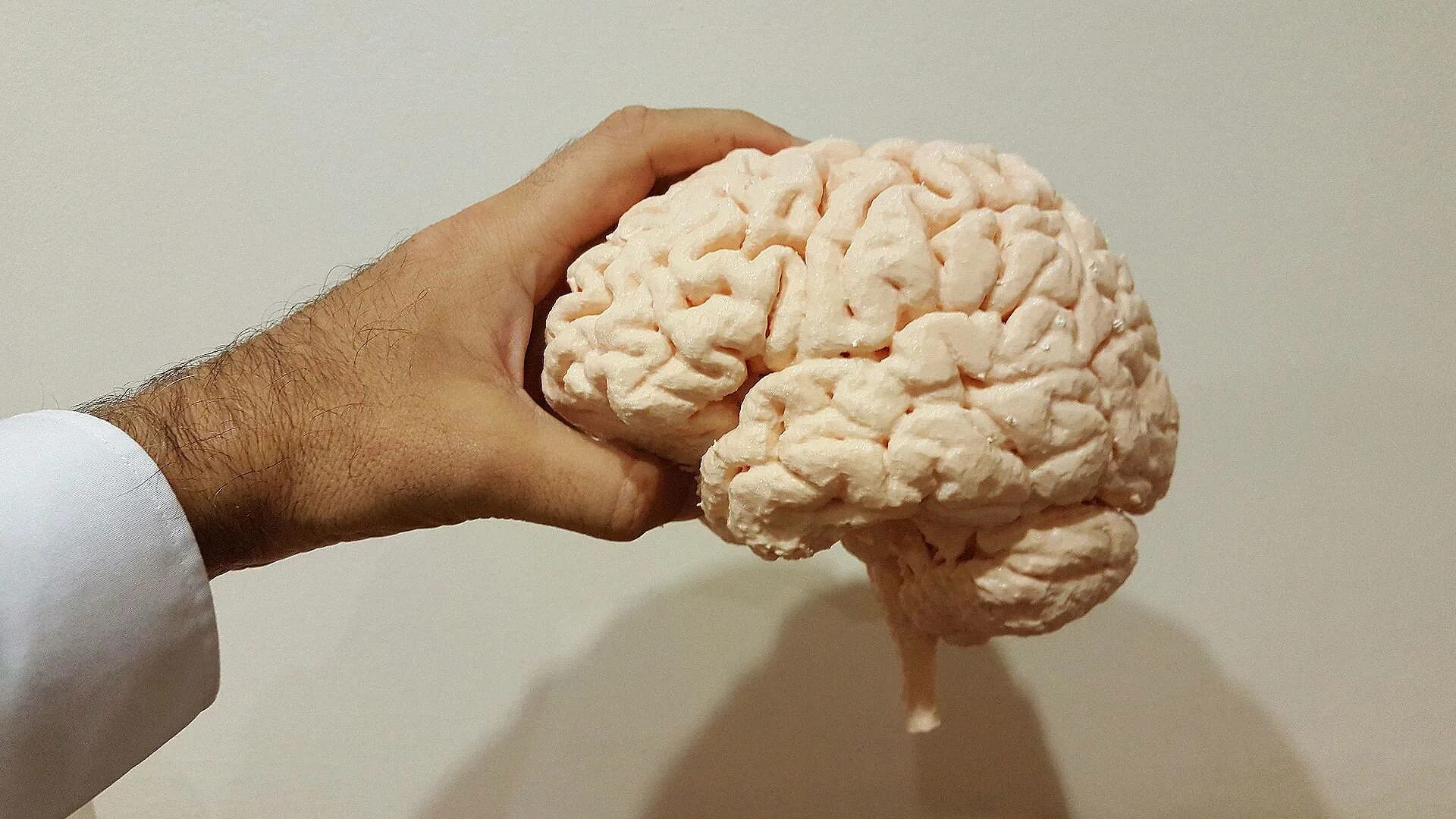 Мозг человека как улучшить работу. Мозг в руках. Уникальность человеческого мозга.