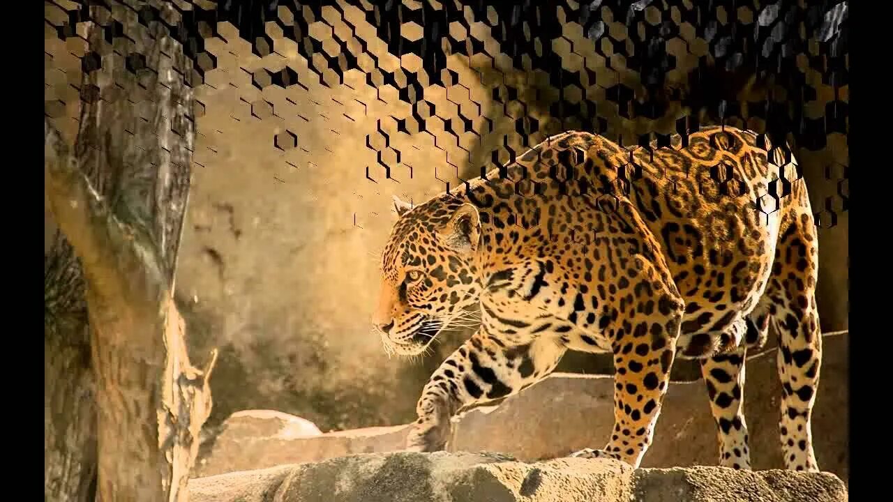 Клипы ягуара. Клипы ягуара. Клипы ягуара. Ягуар фото. Беременный ягуар.