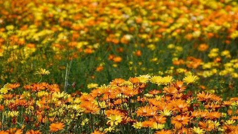 Find the flower