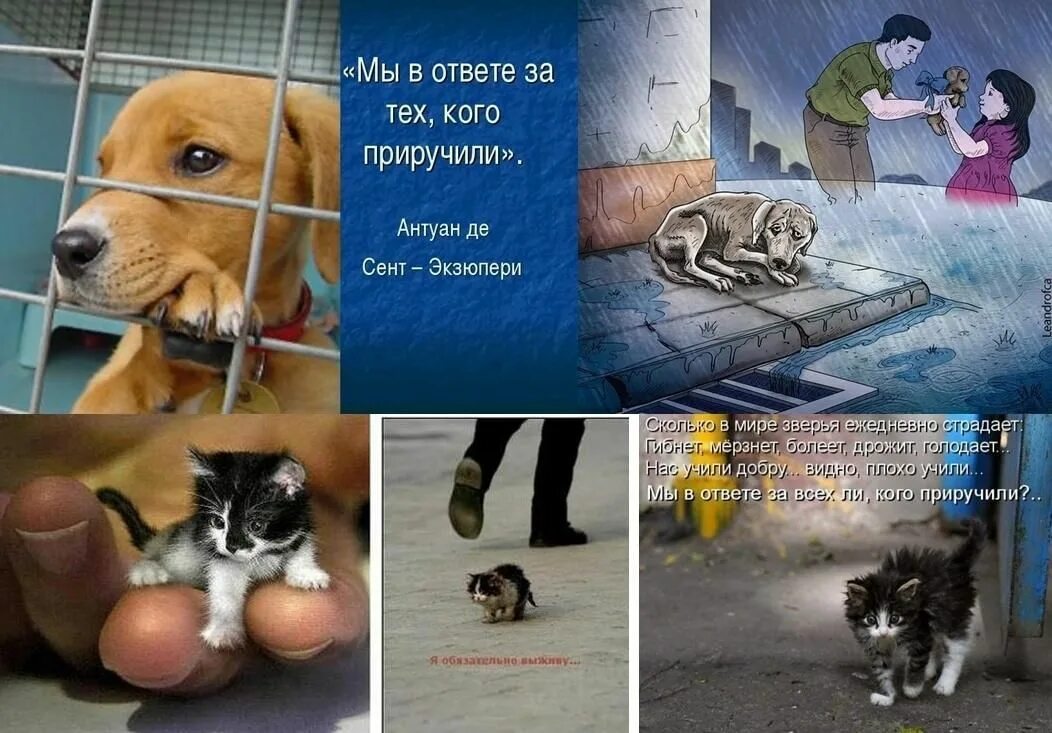 Бездомных животных. Плакат в защиту бездомных животных. Бездомные домашние животные. Берегите бездомных животных.