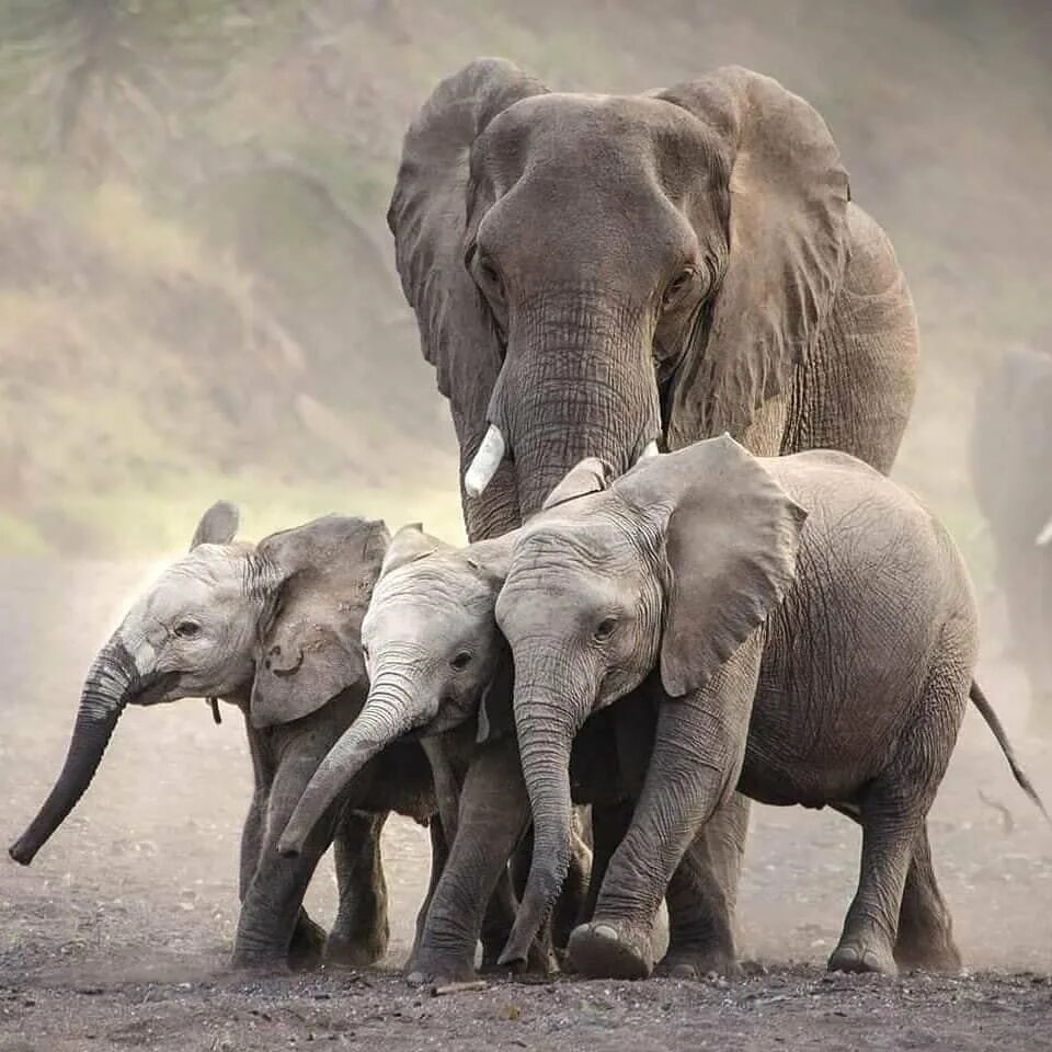 4 слоника. Слон слониха Слоненок. Семья слонов. Слониха со слоненком. Четыре слона.