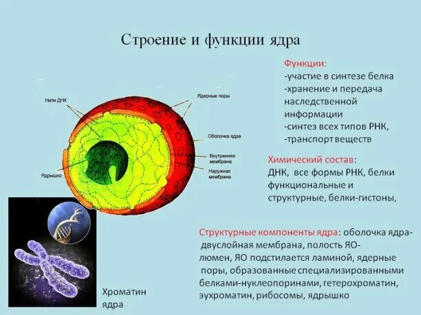 Структурные компоненты ядра. Структуры клетки строение функции ядро. Ядро строение и функции кратко. Ядрышко строение и функции. Строение ядрышка клетки функции структура.