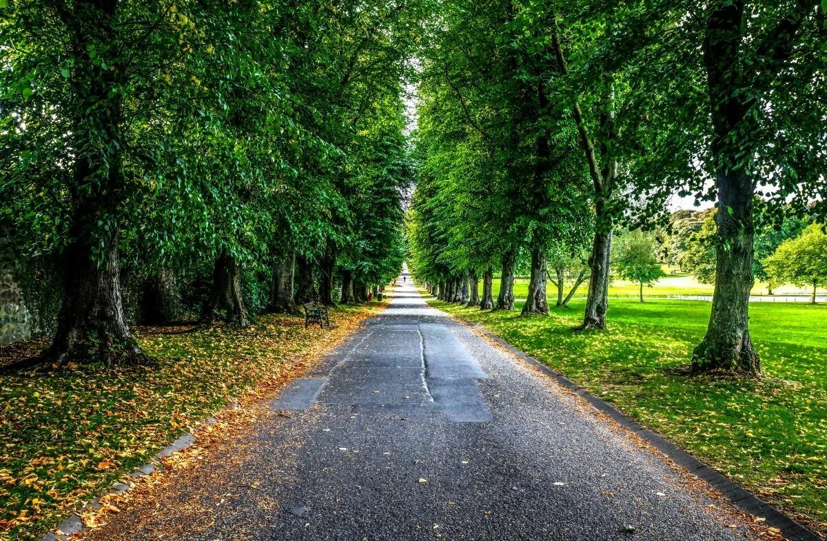 Аллея дорога. Парк тропинка. Дорога в сквере. Парк деревья. Улица парк.