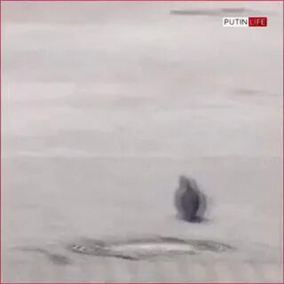 Голубь отдает честь