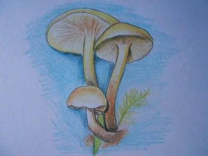 Рисуем грибы 2 класс