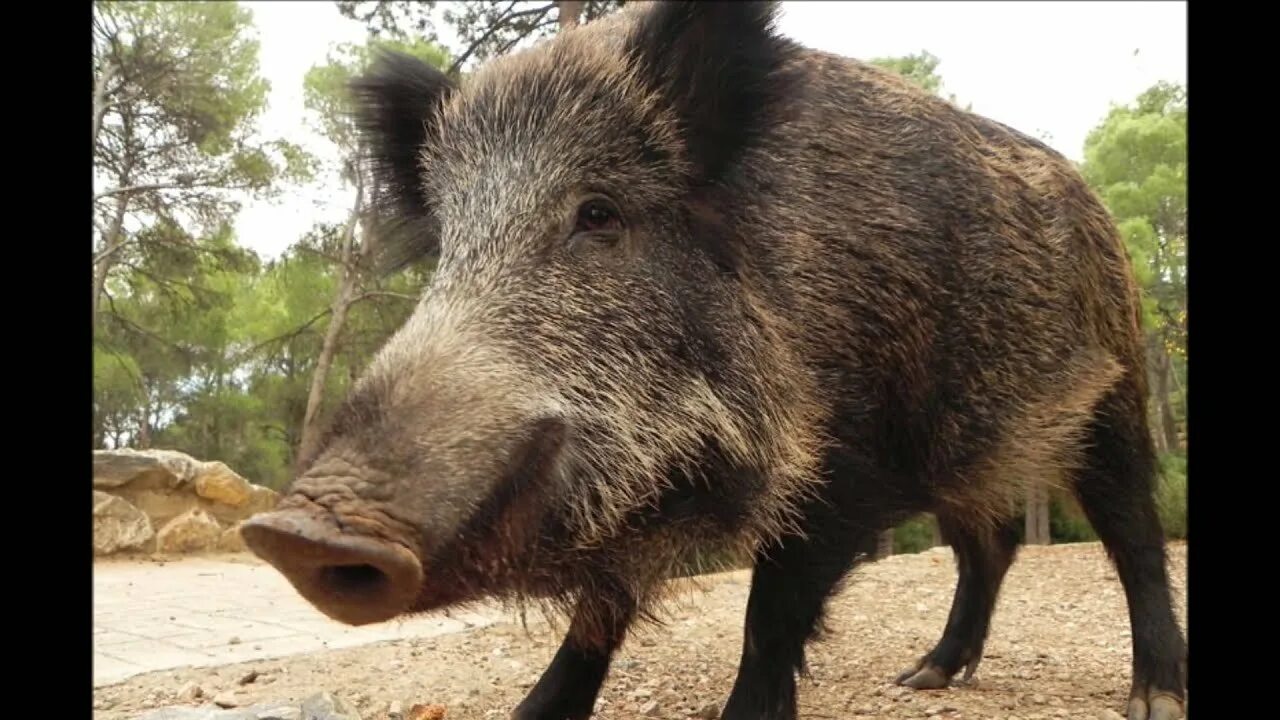 Дикий кабан секач. Дикий кабан самец. Кабан секач степной. Вепрь дикий кабан. Кабан секач и самка.