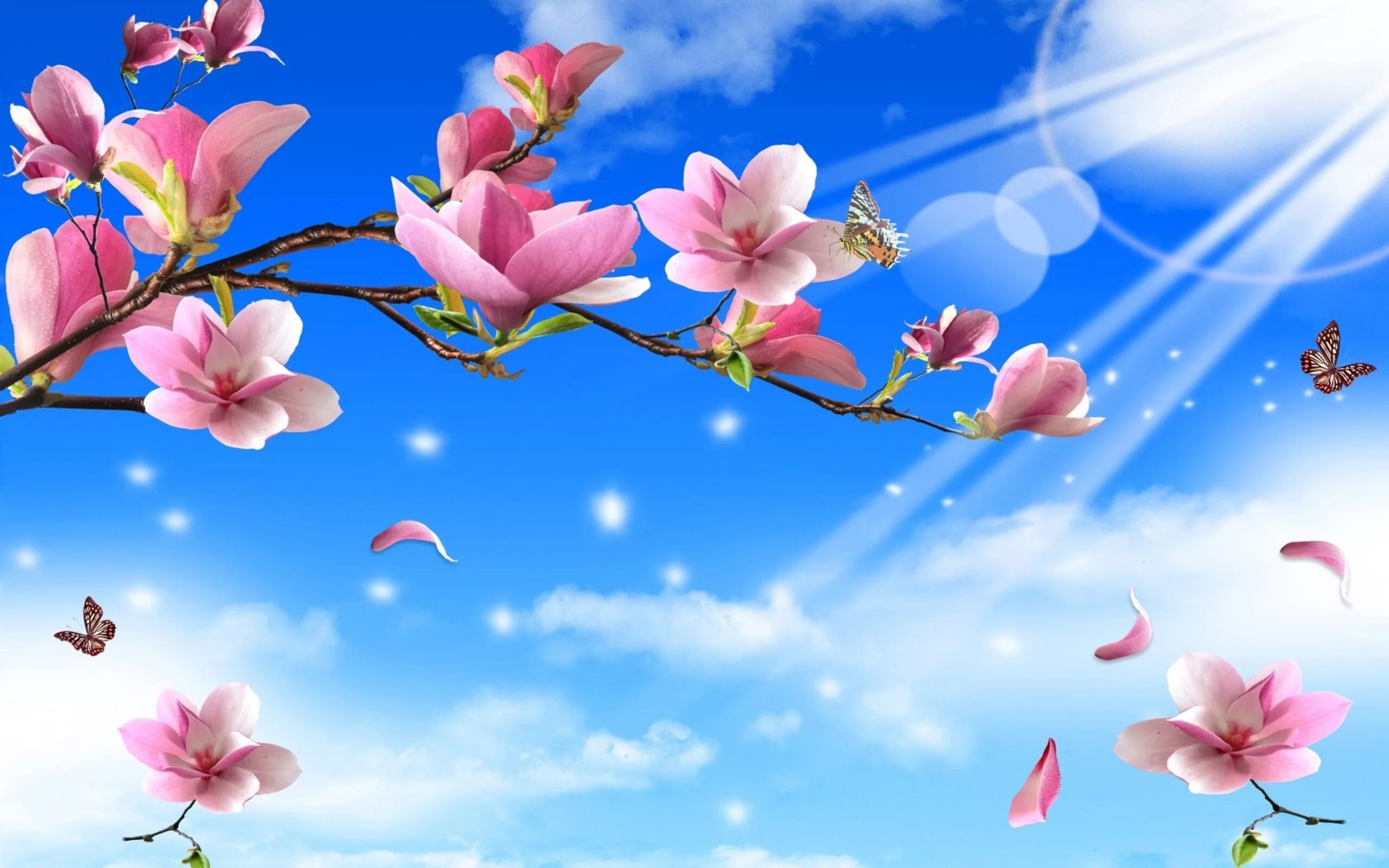 Весенний фон. Весенние цветы. Цветы на фоне неба. Фон с цветами. Весенние картинки для презентации