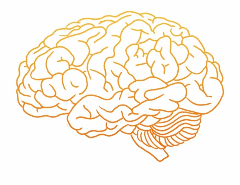 Brain download. Мозг контур. Мозг вектор. Мозг очертания. Мозг без фона.