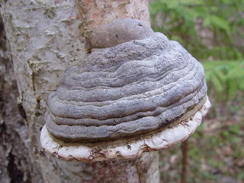 Трутовик является паразитом. Трутовик настоящий fomes fomentarius. трутовик агарикус. трутовик обыкновенный fomes fomentarius. гриб трутовик лиственничный.