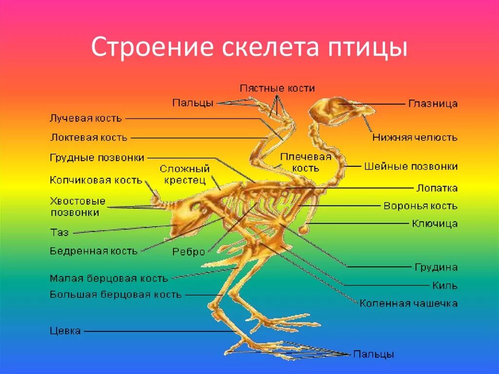 Скелетное строение птицы. Строение скелета птицы с отделами. Скелет птицы пояс передних конечностей. Строение опорно двигательной системы птиц.