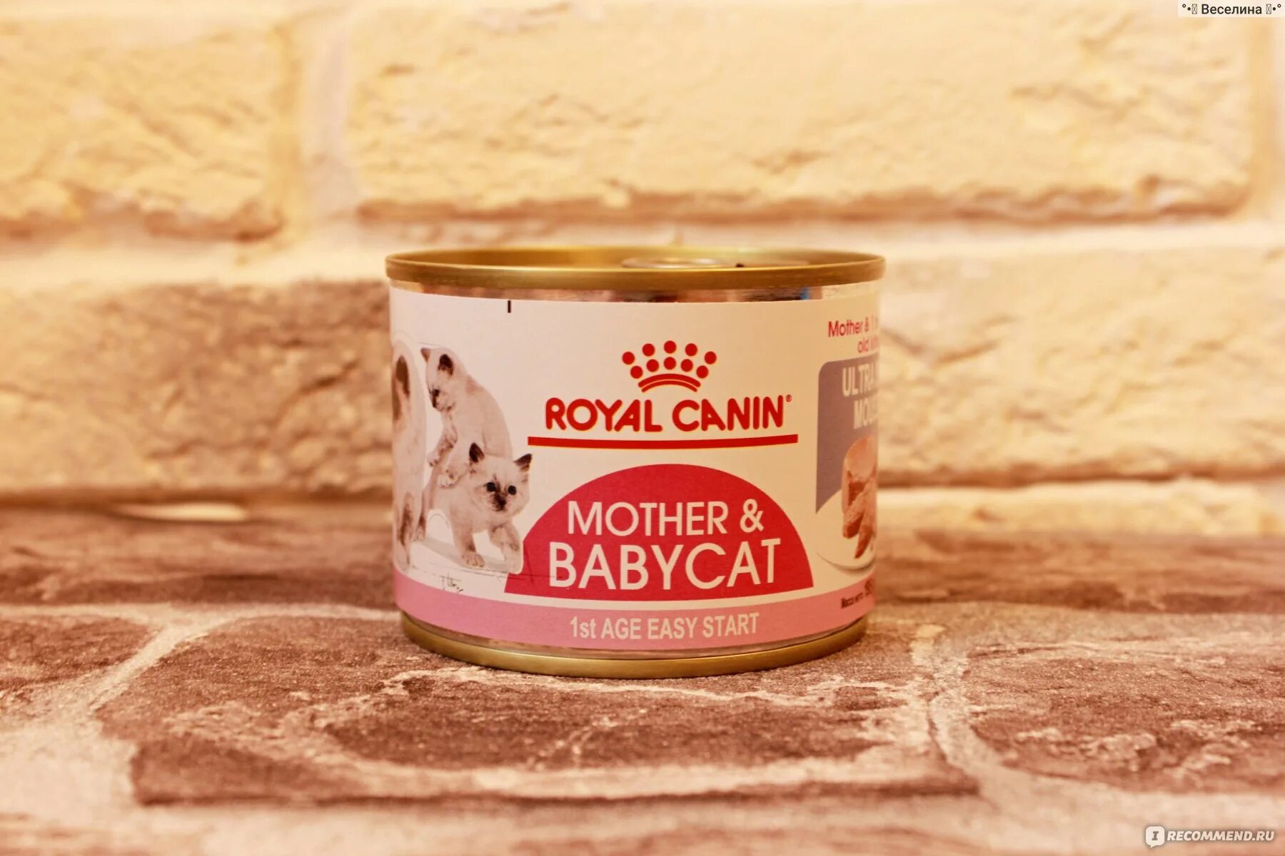 Royal canin babycat. Royal Canin Babycat Mousse. Роял Канин железная банка. Мусс mother Babycat реклама. Мусс mother & Babycat баннер.