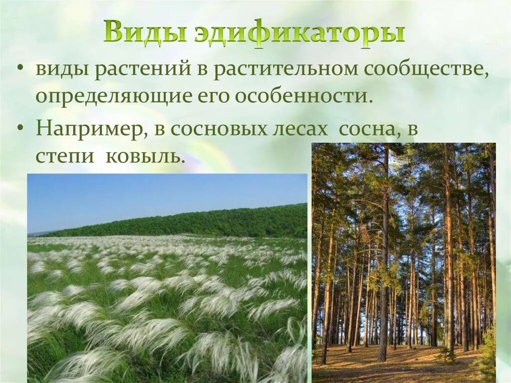 Видом средообразователем в хвойном. Ковыль эдификатор. Виды эдификаторы. Растения эдификаторы. Эдификаторы в растительных сообществах.