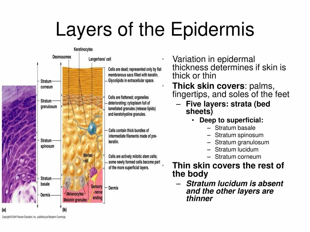 Stratum перевод. Epidermis layers. skin layers. stratum granulosum особенности. stratum granulosum слой кожи особенности.