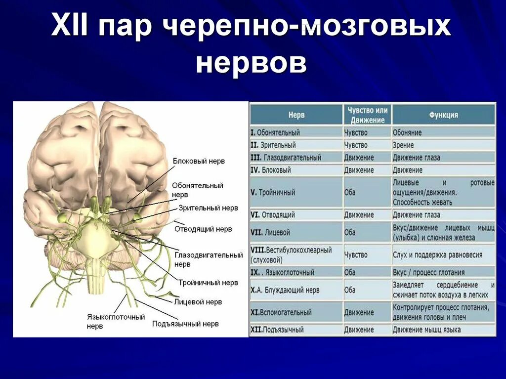 Черепные нервные узлы. Ядра 12 пар черепных нервов анатомия. 12 Пар черепно-мозговых нервов их ядра. Топография Корешков черепных нервов. Ядра 3 пары черепно-мозговых нервов.
