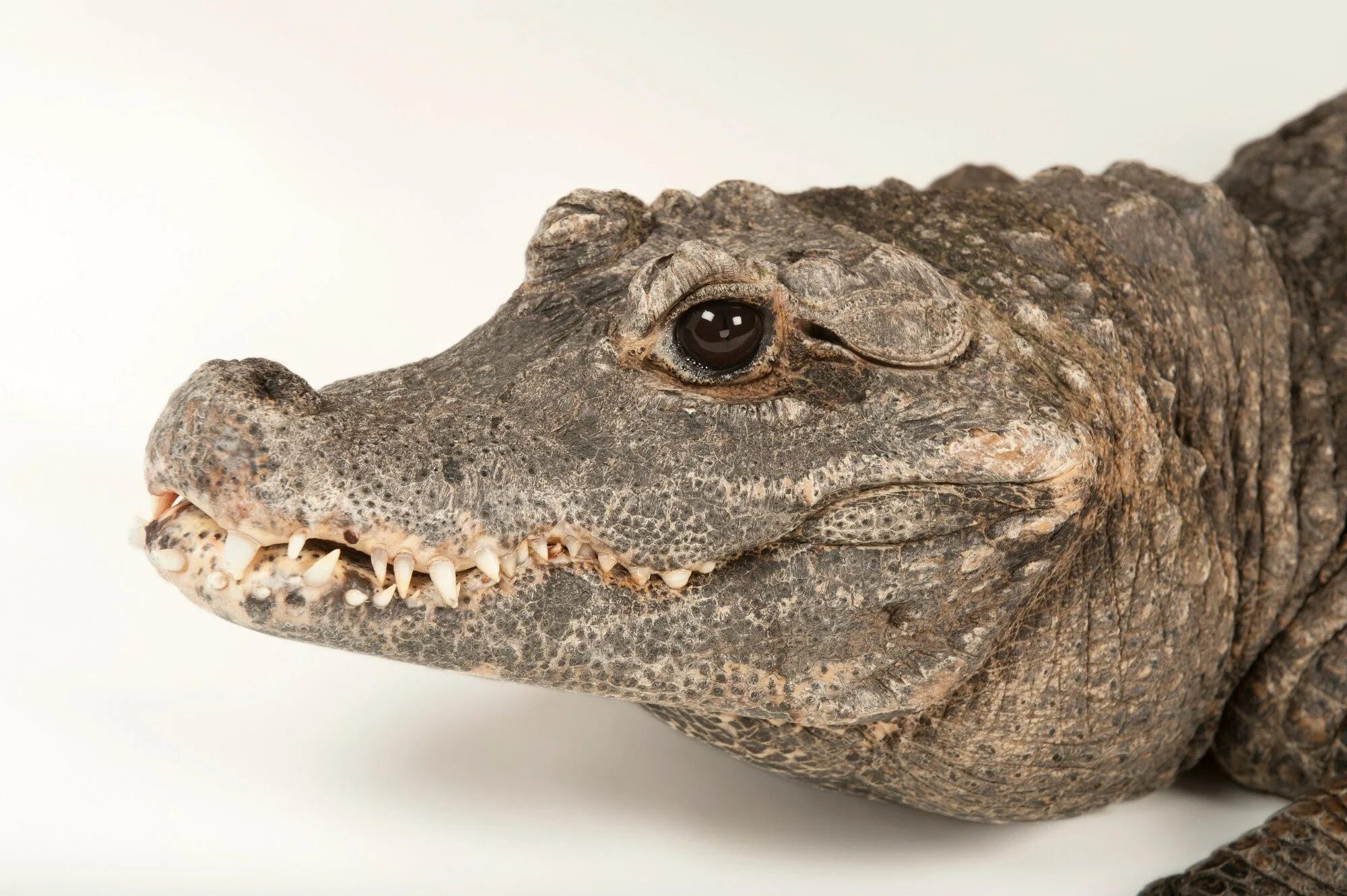 Тупорылый карликовый крокодил. Тупорылый африканский крокодил. Тупорылый крокодил крокодил. Африканский карликовый крокодил. Тупорылые крокодилы.