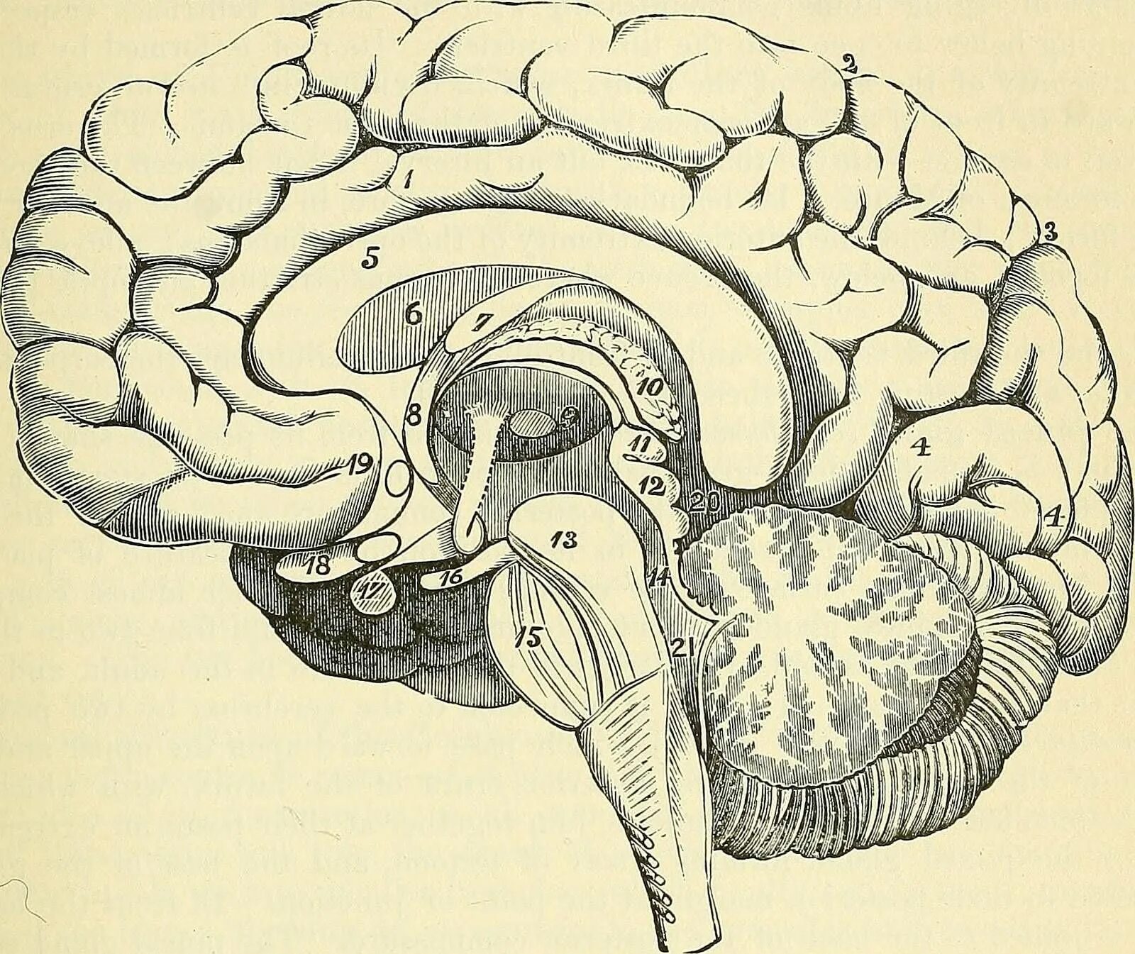 Мозг рисунок. Полосатое тело мозга. Мозг в старых иллюстрации.