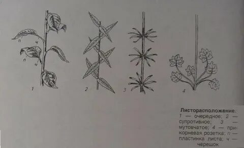 Листорасположение денежного дерева
