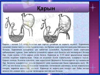 Желіде қысқыштармен жыныстық қатынас