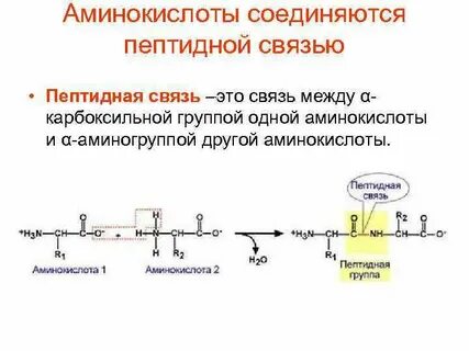 Связи аминокислот