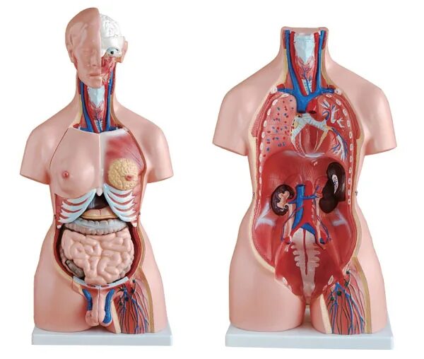 Как выглядит женский организм внутри Illustration about 3d rendered illustration of the female anatomy. Illustration
