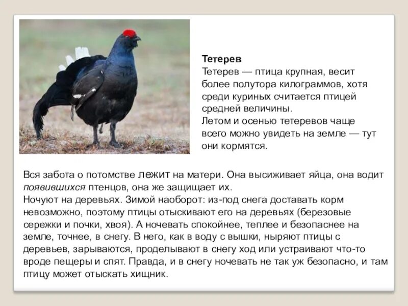 Тетерев ударение на какую букву. Красная книга тетерев-косач. тетерев описание. рассказ о тетереве. тетерев 2 класс.