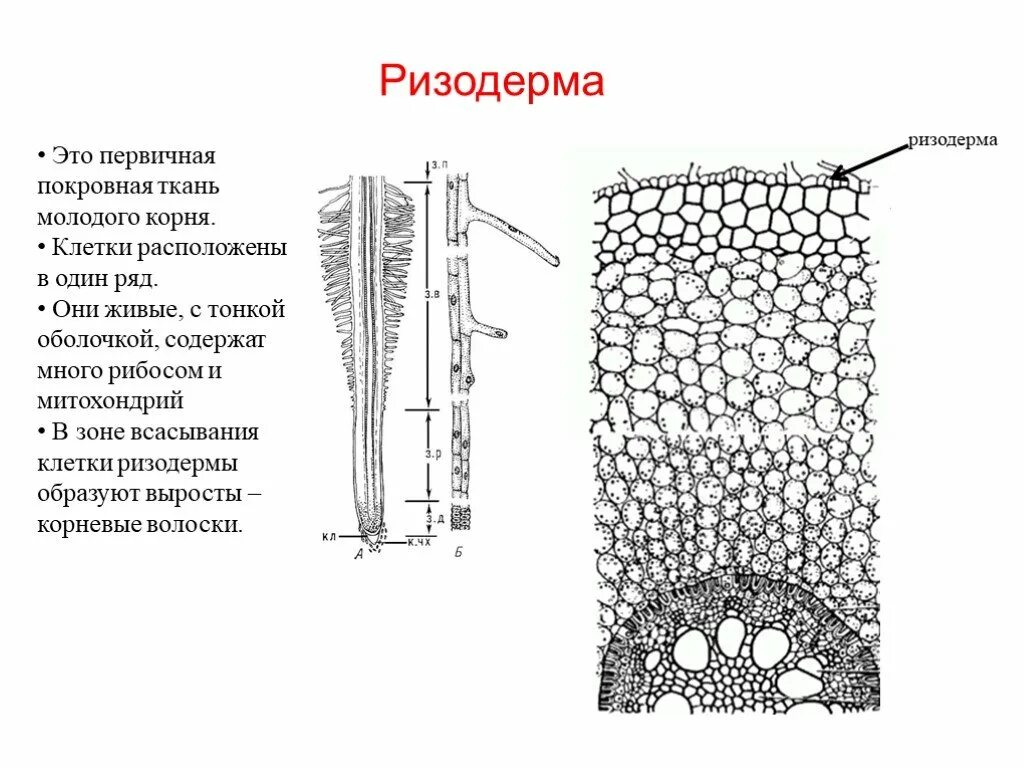 Строение молодого корня фасоли под микроскопом. Покровные ткани растений ризодерма. Ризодерма покровная ткань. Покровная ткань растений корневые волоски. ) Ризодерма (покровная ткань корня).