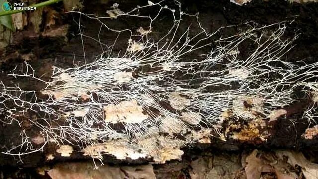 Мицелий грибов фото Pin on Mould n Dirt