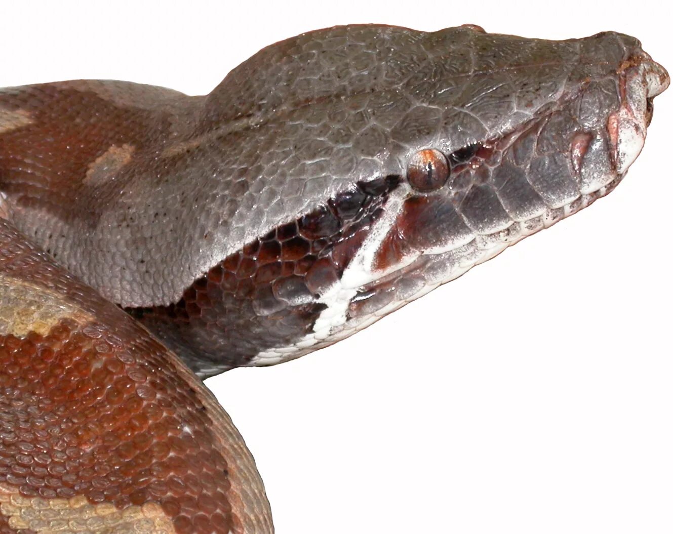 Heading python